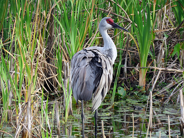 Sandhill Crane - Orlando Wetlands by Ventures Birding